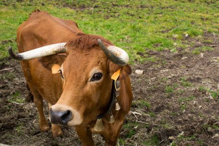 Portrait of a brown cow with horns on a green meadowの写真素材