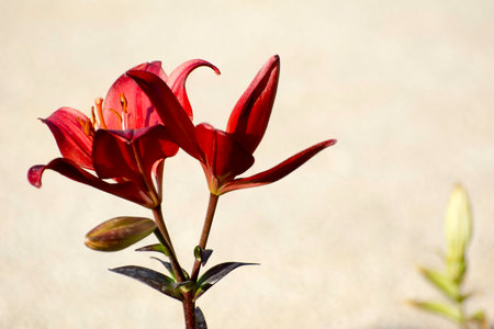Red lily flower on the background of the sand. Selective focus.の写真素材