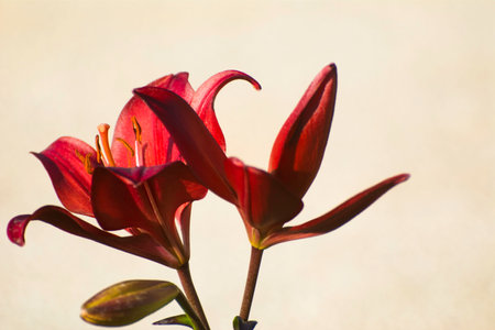 Red lily flower on a light background. Shallow depth of fieldの写真素材