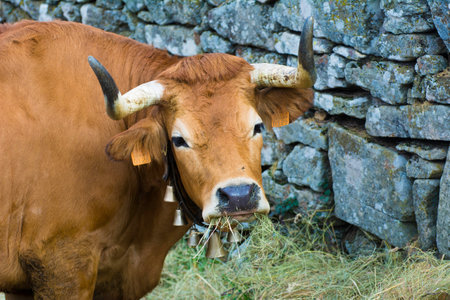 close up portrait of a beautiful cowの写真素材
