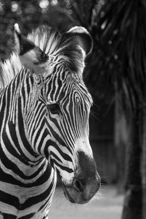 Zebra in the zoo, black and white photo, selective focusの写真素材