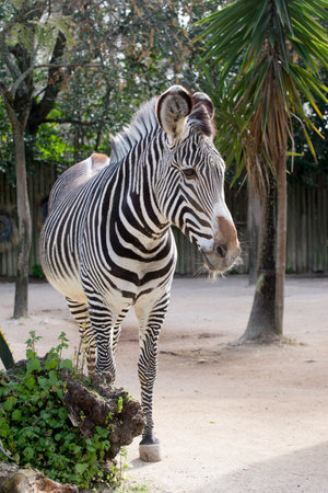 Zebra in the zoo. Wildlife scene from nature.の写真素材