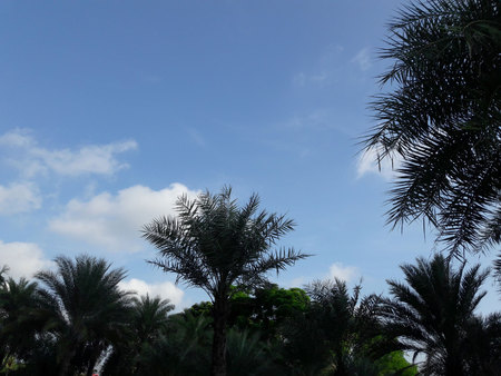 Green big and tall palm tree in the garden under the blue skyの写真素材