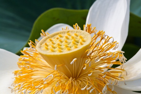 Young yellow lotus seedの写真素材