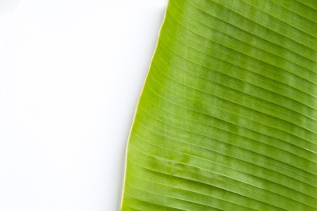 Banana leaf in white background
