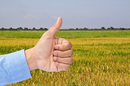 Businessman's hand with thumb up in rice fieldの写真素材