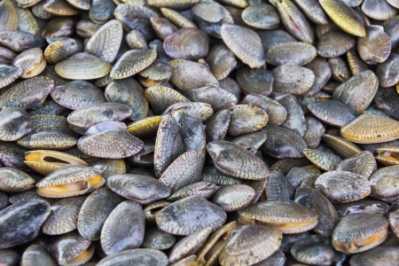Close up if baby clams on the fish pier