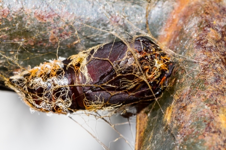 Carcass of hairy chrysalis hanging on metalの写真素材