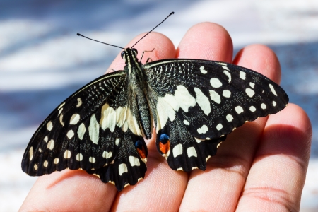 Lime butterfly on hand   open wing  の写真素材