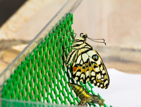 New born of lime butterfly and pupa hanging on latticeの写真素材