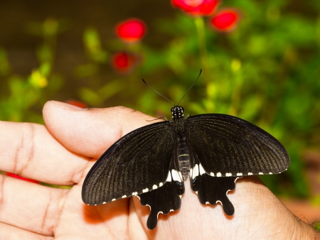 Male common mormon butterfy open wing on handの写真素材