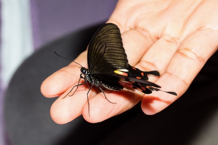Female common mormon butterfly on handの写真素材