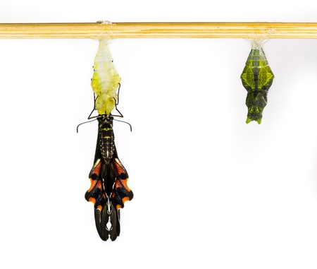 New born female common mormon butterfy and pupalの写真素材