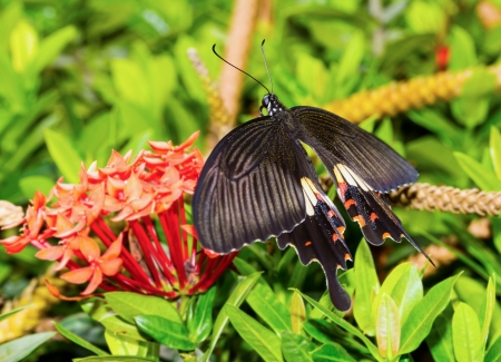 Female common mormon butterfy on red flowerの写真素材