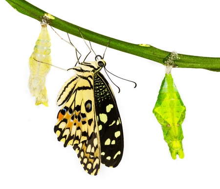 New born lime butterfly hanging near pupalの写真素材