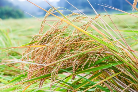 Paddy rice in field of Japanの写真素材