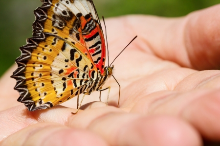 Plain tiger butterfly sucking water from hand