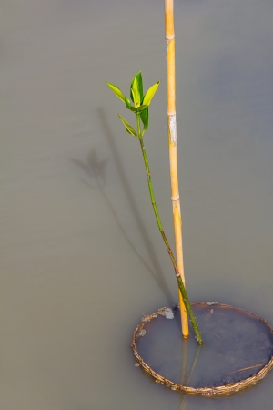Young mangrove in wetlands near the seaの写真素材