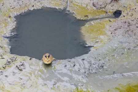 Mudskipper living near hold in the mud