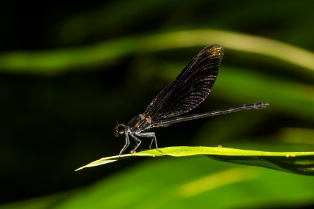 Big black river damselfly on green leafの写真素材