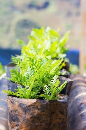 Young flower plant propagation in potの写真素材