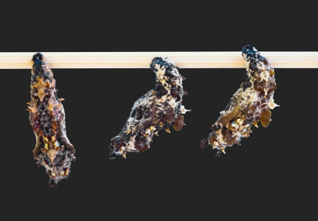 Pupa of leopard lacewing butterfly
