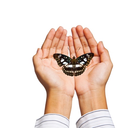 Take care butterfly by hand on white background with clippping pathの写真素材
