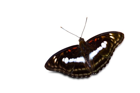 Staff sergeant butterfly open wings isolated with clipping partの写真素材