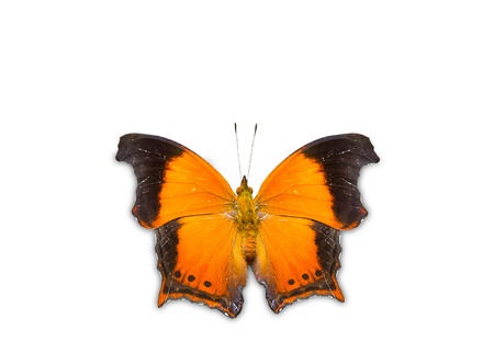 Top view of The Wizard butterfly on white background with clipping pathの写真素材