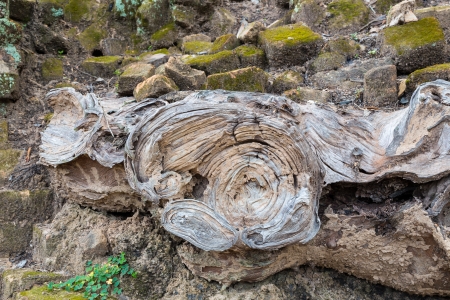 Surface of dry wood and termite in old brickの写真素材