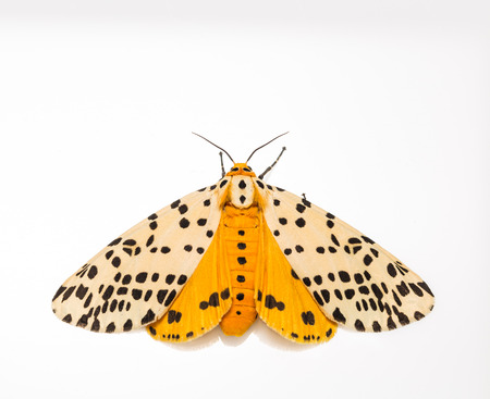 Spilosoma multiguttata moth with white yellow and black dot colorの写真素材