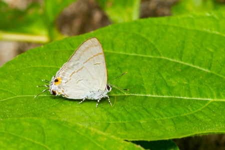 Female of Common Tit butterfly sucking food from leafの写真素材