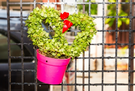 Heart shape hoya leaf in pink pot for decorationの写真素材