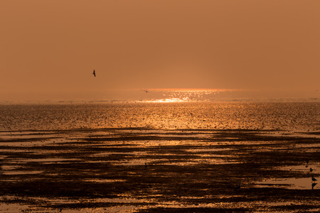 Orange light of sunset on seacoast with bird