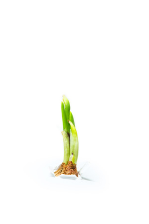 Green onion sprout emerge from white paperの写真素材
