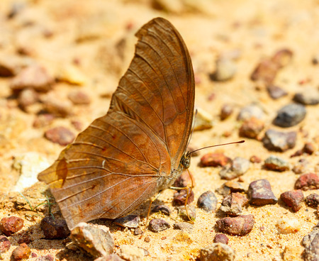 The great assyrian butterfly sucking food  from groundの写真素材