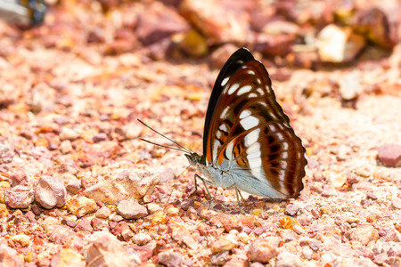 Brown and white the commander butterfly sucking food from groundの写真素材