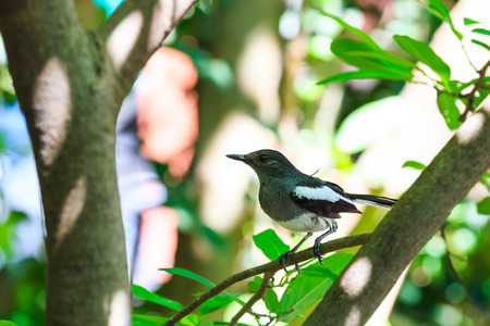 Oriental magpie robin bird on tree
