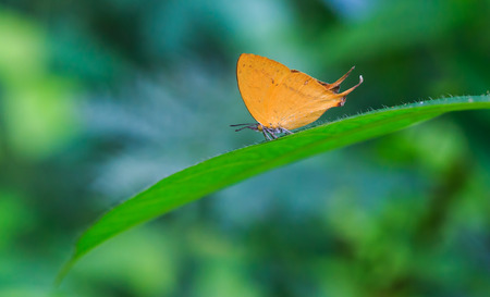 Orange common yamfly butterfly on green leaf with  green backgroundの写真素材