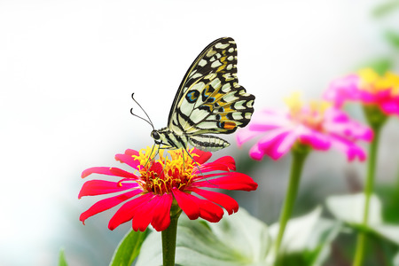 Lime butterfly resting on red zinnia flowerの写真素材