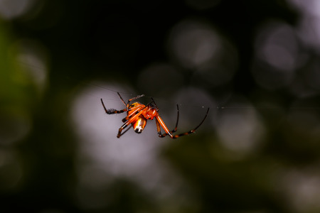 Orange spider with black legs creating web