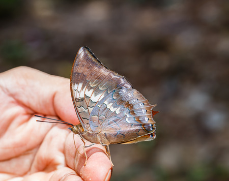 The scarce rajah butterfly sucking food from handの写真素材