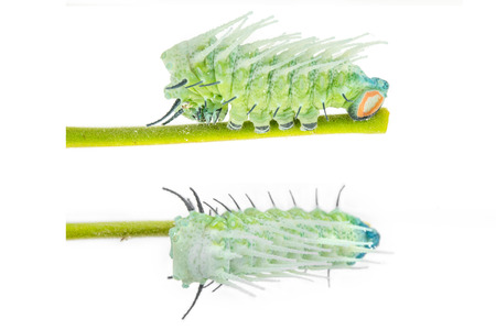 Caterpillar of large moth attacus atlas in top and side viewの写真素材