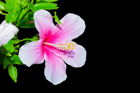 Pink hibiscus flower on black backgroundの写真素材