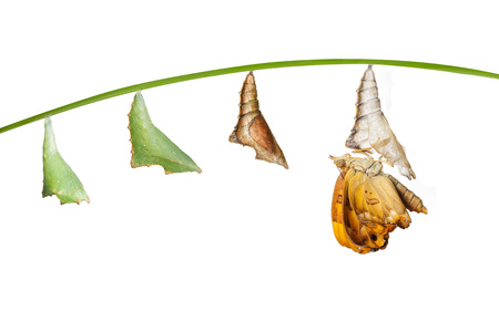 Transformation from chrysalis to female of brown prince butterfly on whiteの写真素材