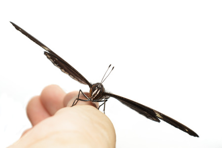 Male of great eggfly butterfly resting on hand and white backgroundの写真素材
