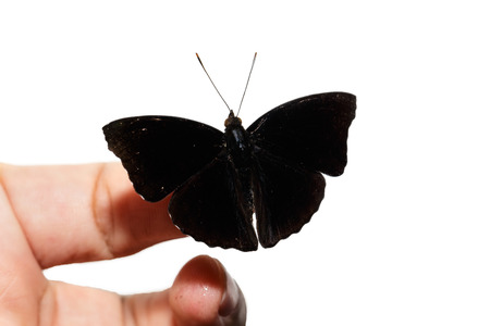 Male of black siamese prince butterfly on fingerの写真素材