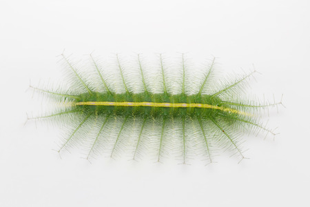 Caterpillar of mango baron butterfly in latest stage