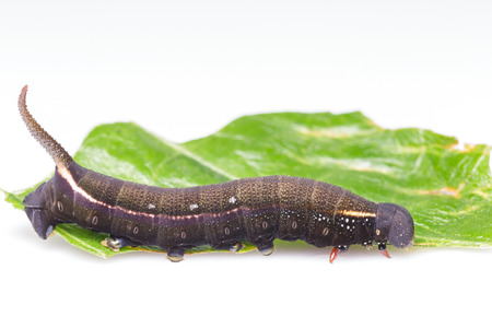 Caterpillar of macroglossum sitiene moth in black formの写真素材