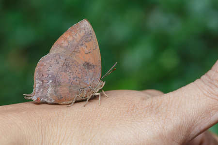 Purple leaf blue butterfly resting on handの写真素材